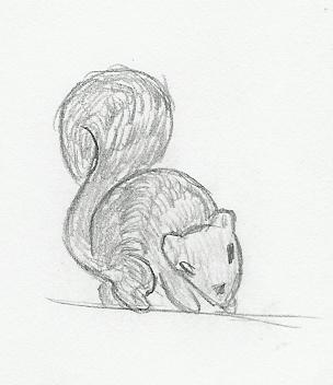 A Squirrel by CharonTheSabercat