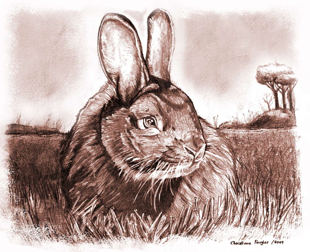 Rabbit by Christiane