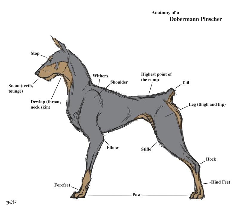 Как нарисовать собаку анатомия доберман