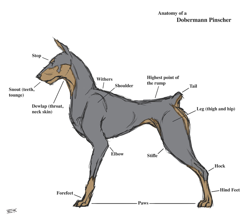 Dog Anatomy Practice by ColourBlind