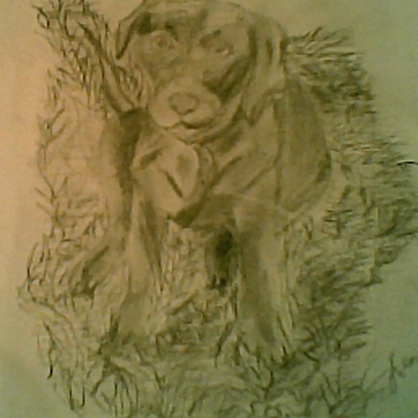 Drawing of my dog by Crazii_Game_Gurl