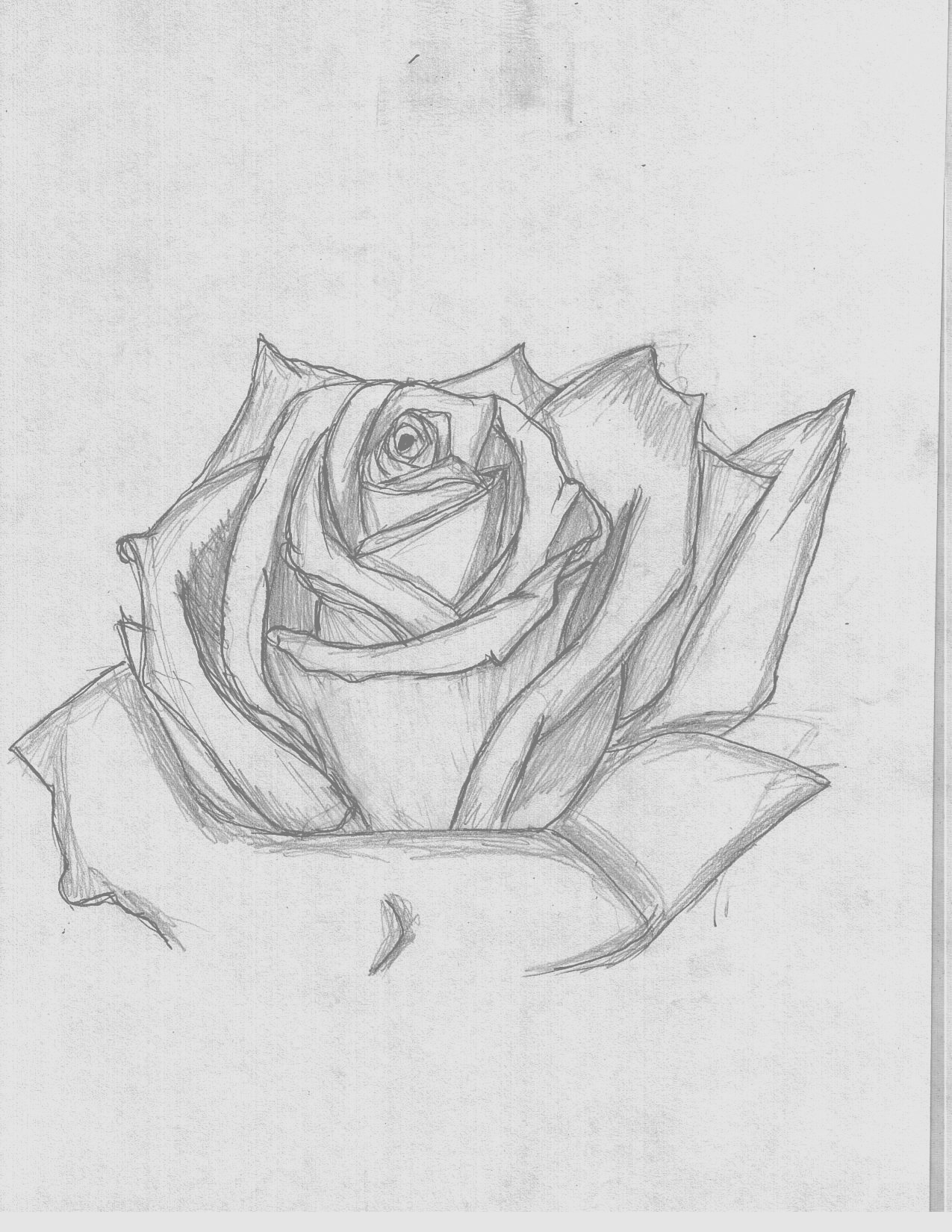 Beautiful Rose by CrazyAnime09