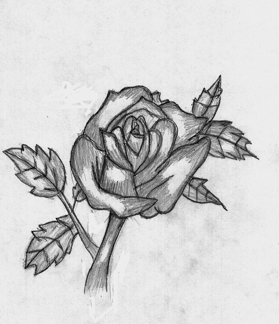 Rose 2 by CrazyAnime09