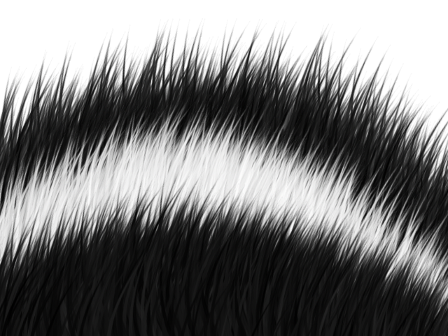 A Skunks Back (Experiment with Photoshop!) by CrescentDragonDeity