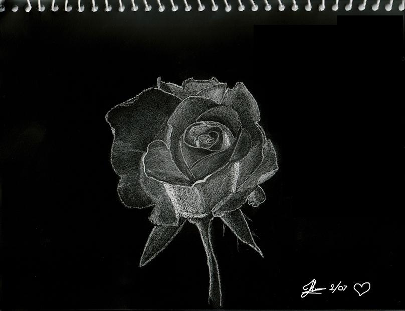 Eternal Rose by CrimsinD
