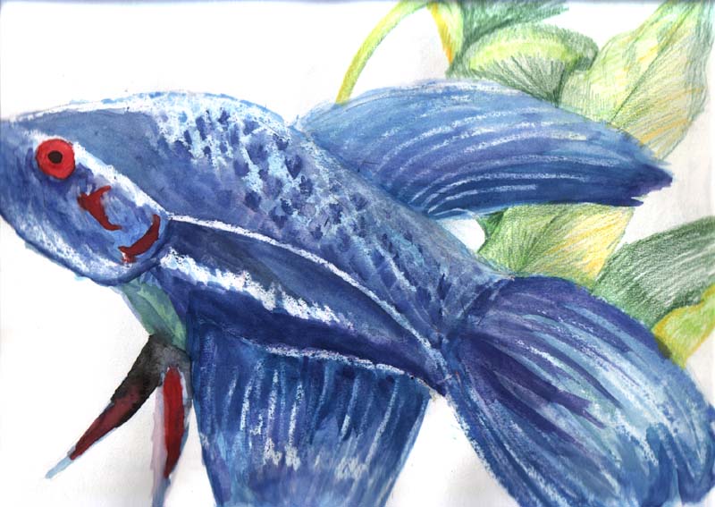 Wax and Watercolour Siamese Fighter Fish by Crystalvixon