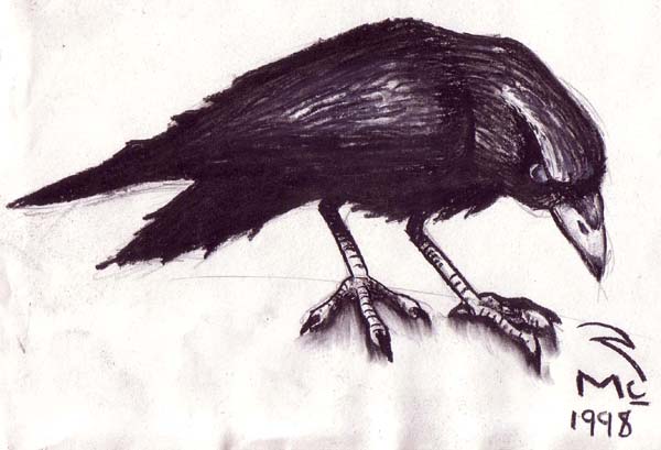 The Crow-Raven by crusifer