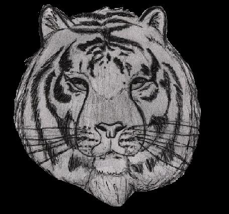 Tiger by DJKitKat2003