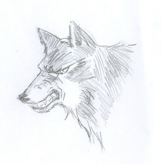 Snarl of the Grey Wolf by DarkMustang