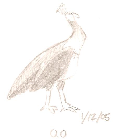 Peahen O.O by Derufin