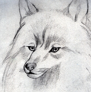 Angua (wolf form) by DiamondofLongCleeves