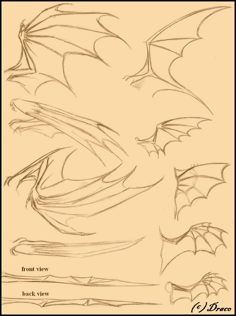Dragon Wings Drawings