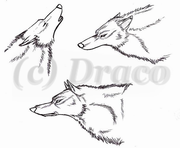 WR Style Wolf Heads by Dracoanimegurl