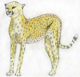Cheetah by Dragon2561