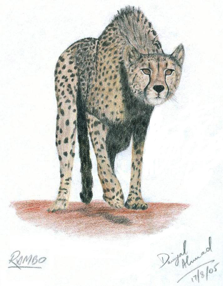Cheetah focusing by Dragon2561