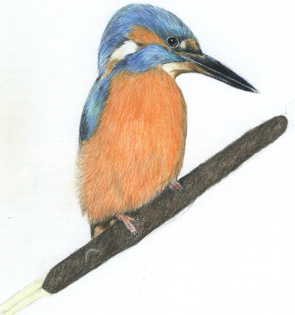 kingfisher by darkknighty