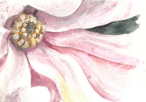 magnolia by deedee