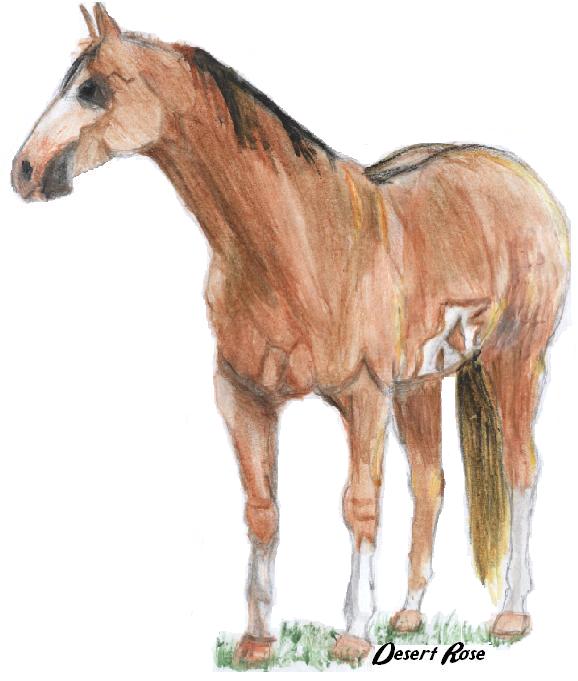 Paint Horse by desert_rose