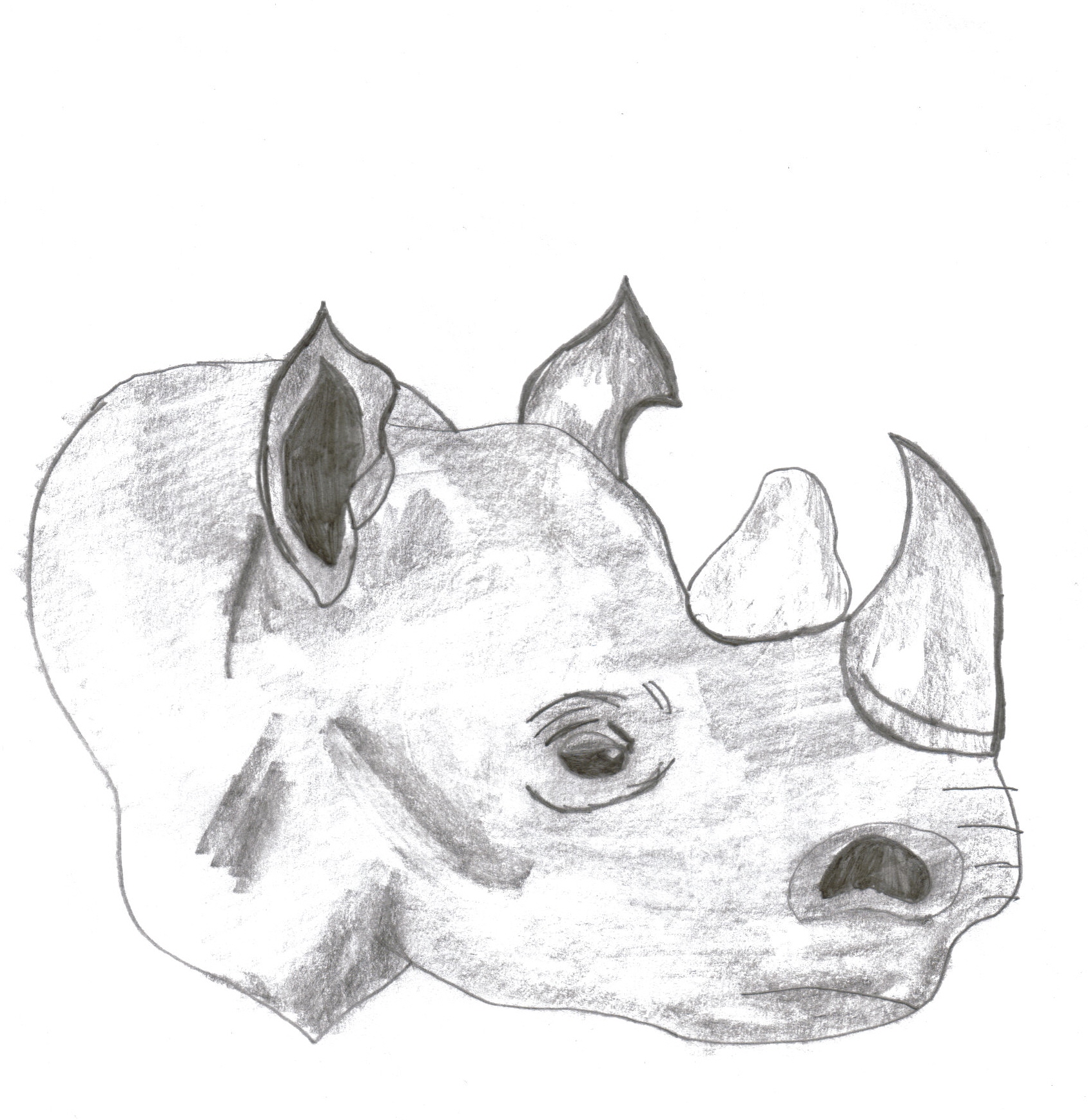 rhino by doorknob