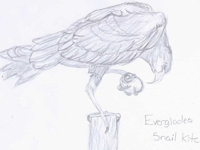Everglades Snail Kite by Egyptian