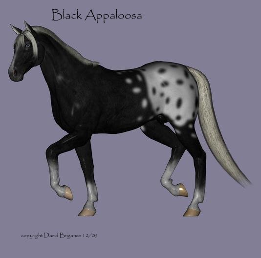 Black Appaloosa by ElderWolf