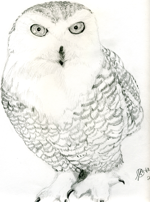 snow owl by Emerald_light_Kitty