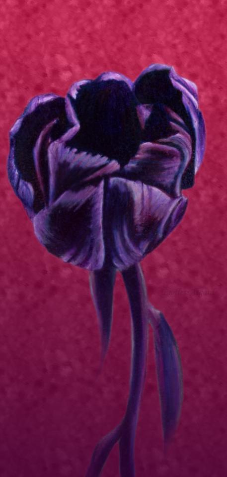 Purple Tulip by EndlessAsgard