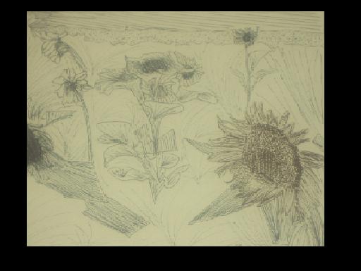Sunflowers by Eoara