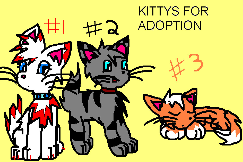 kittys for adoption by eeveelova4
