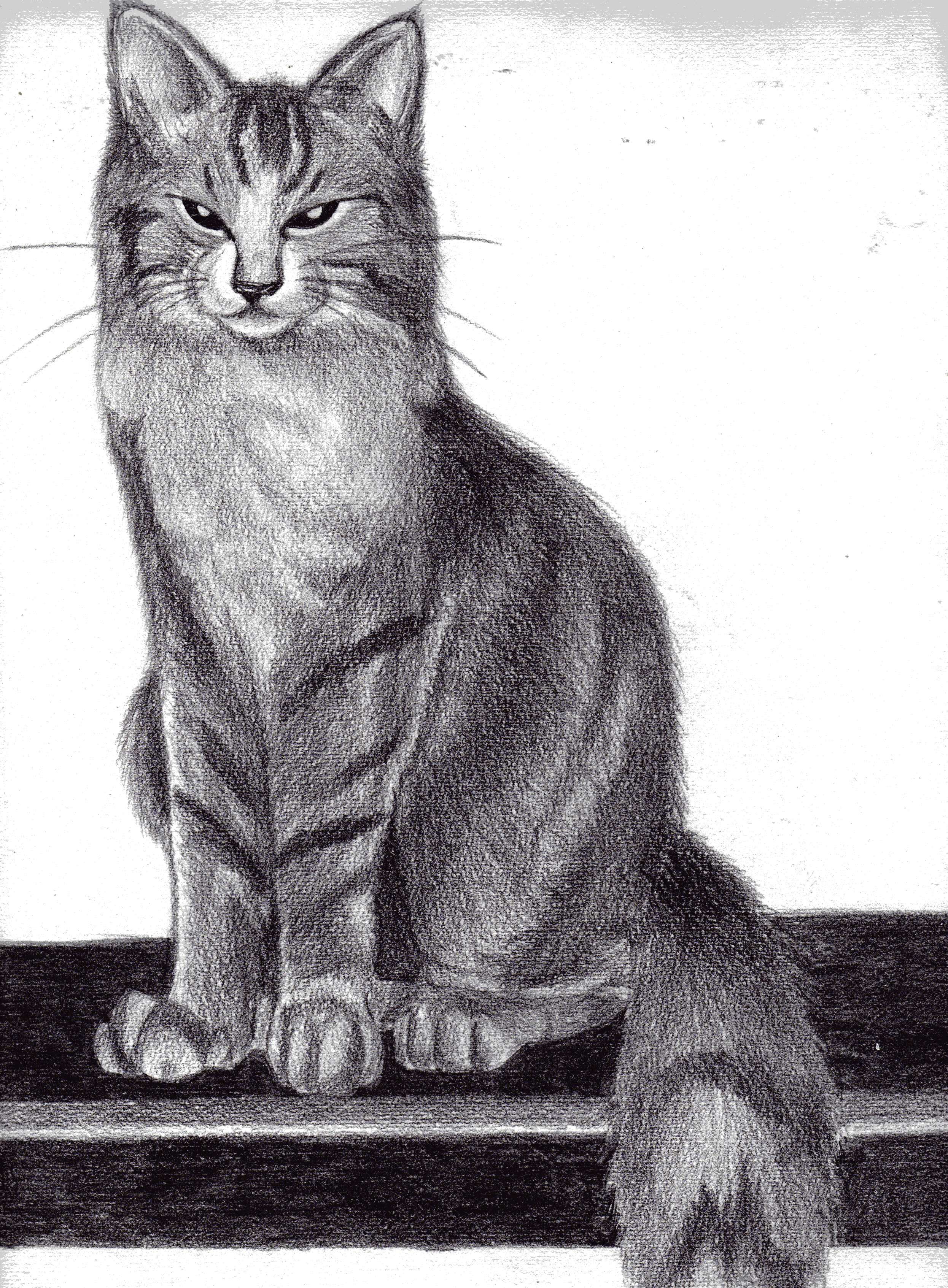cat by emeraldsaber