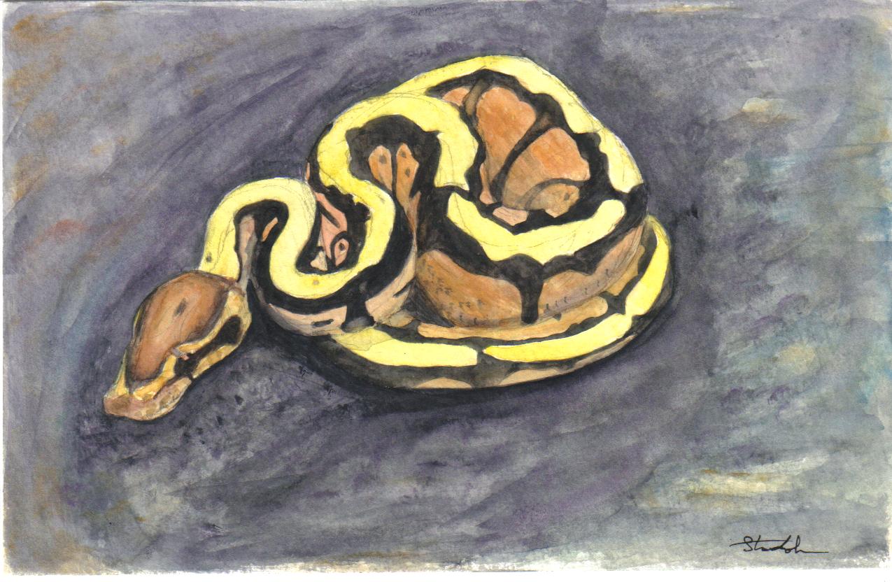 royal python by emi_red
