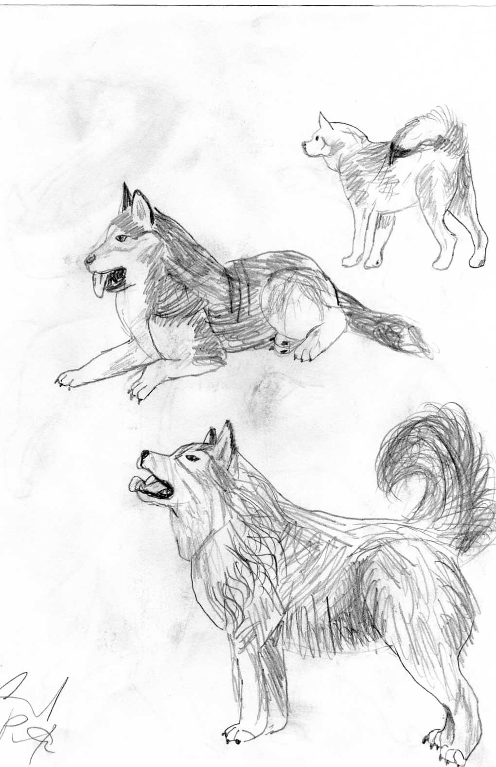study on wolves/dogs by eriepilot44
