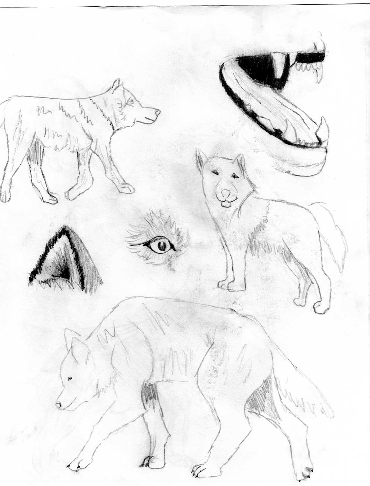 study on wolves/dogs part 2 by eriepilot44