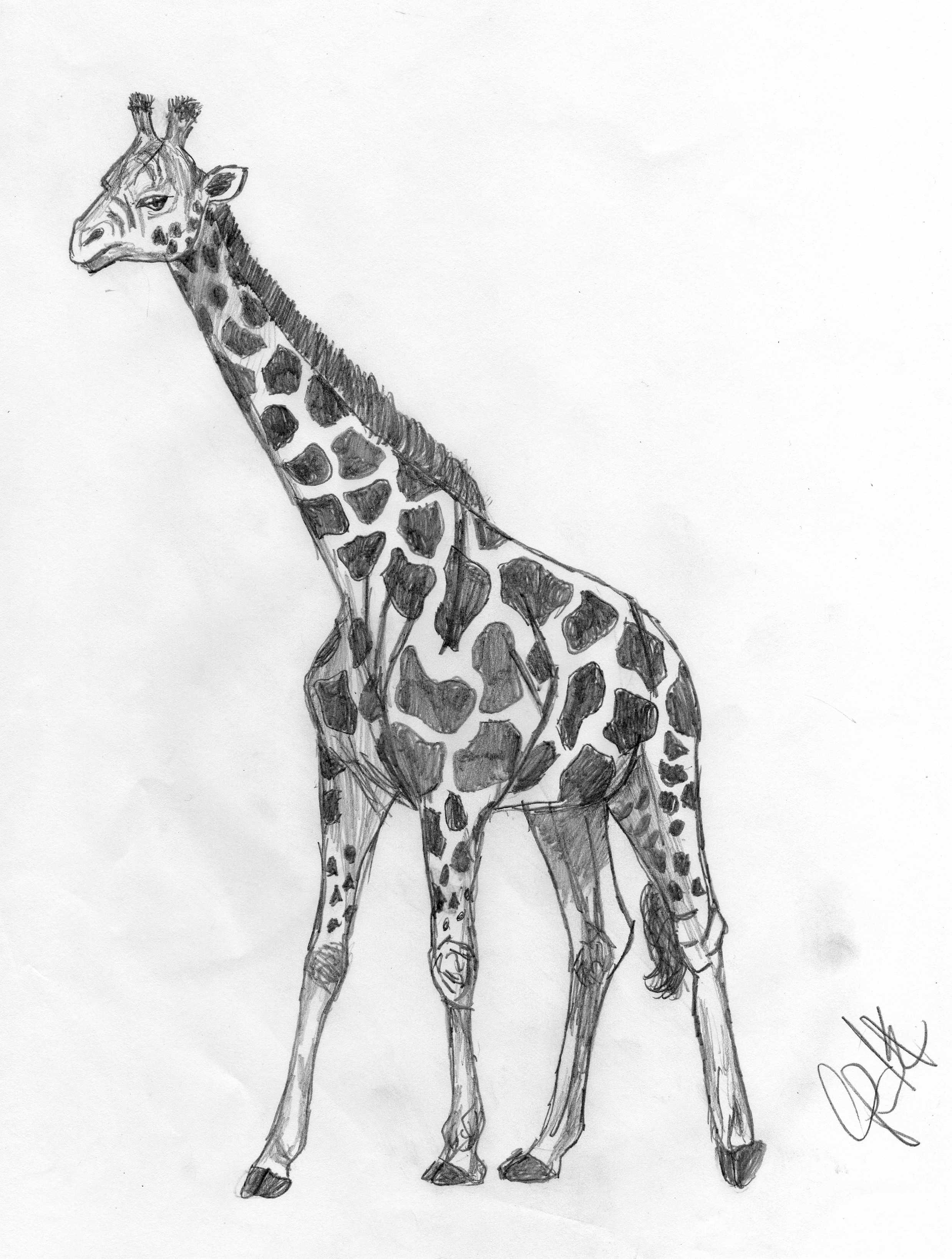 Giraffe by eriepilot44