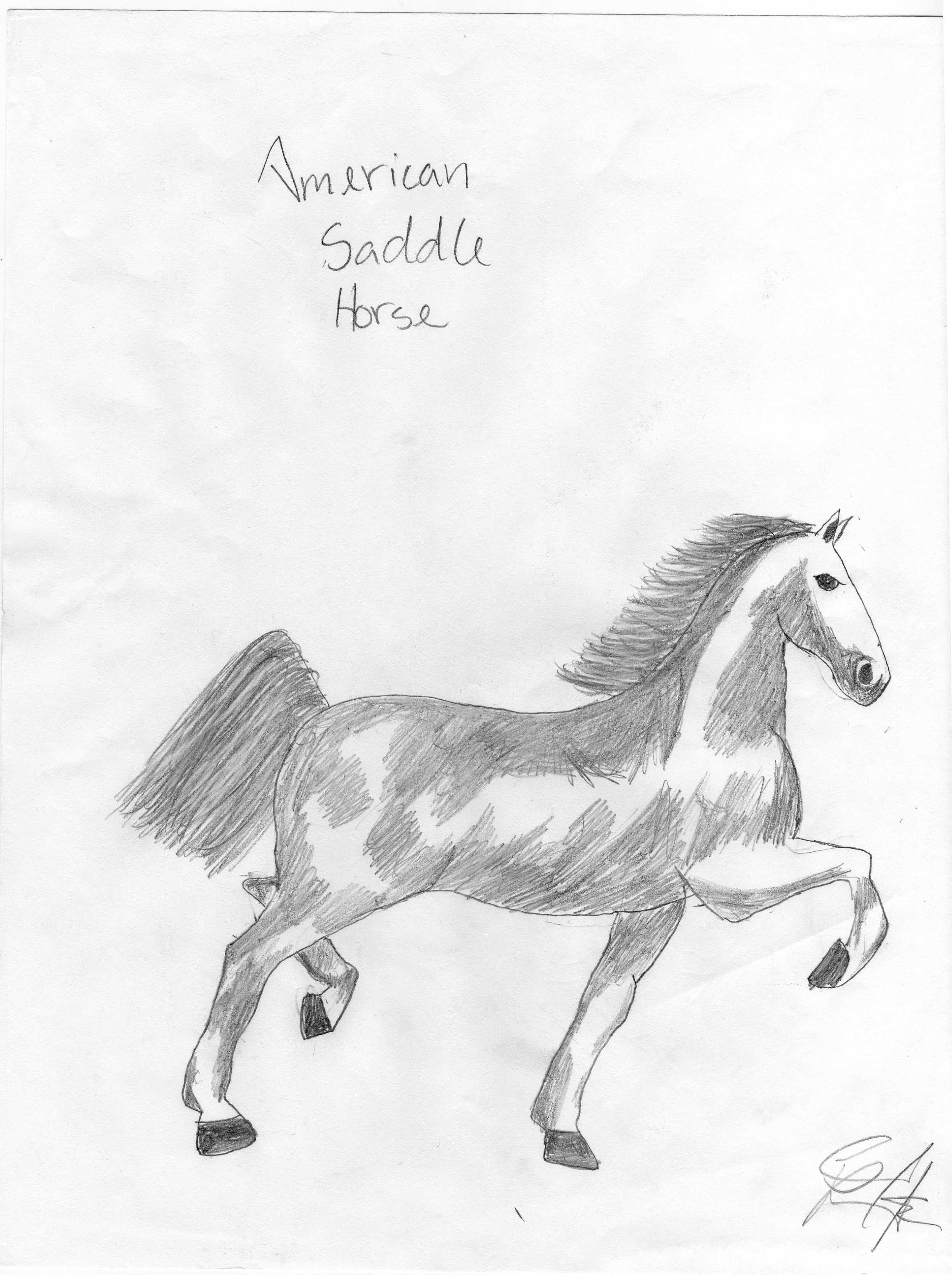 American Saddle Horse by eriepilot44