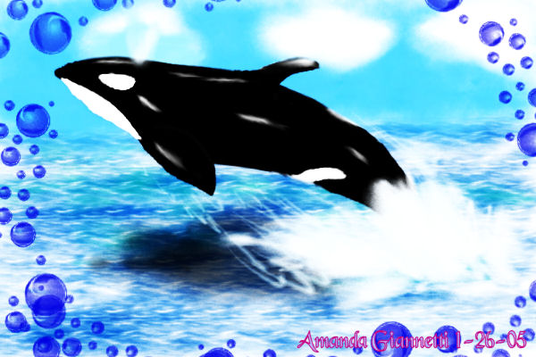 .:Jumpin Killer Whale:. by Fairygurl27