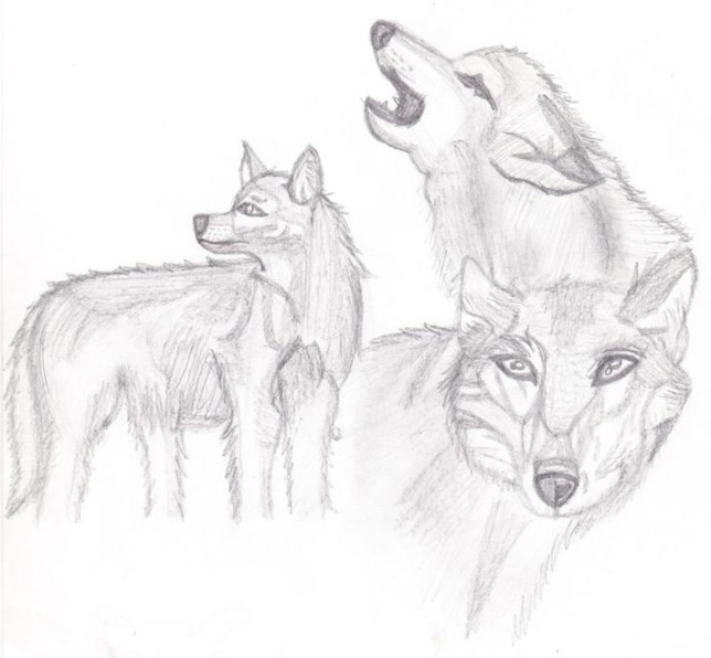Practice Wolves by Fallen-Artist