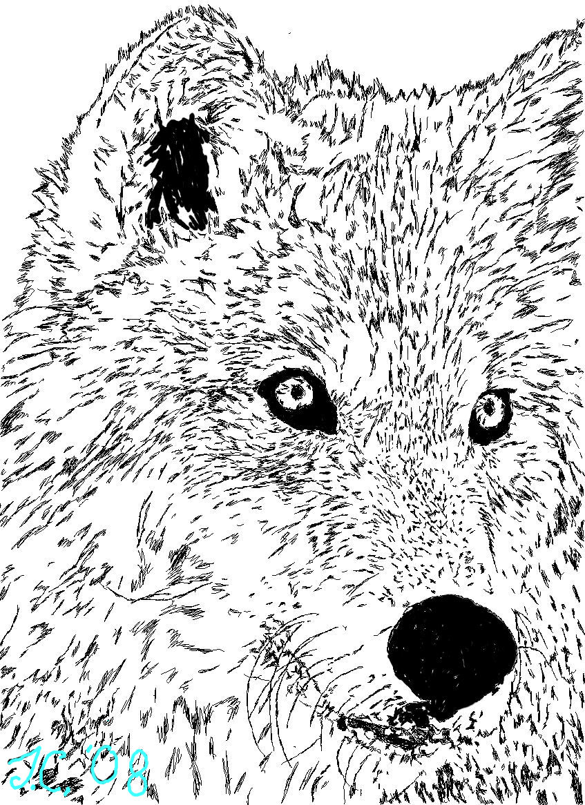 Wolf Close Up by FearLiesInDarkness