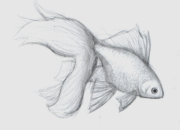 Goldfish sketch by FireAnne