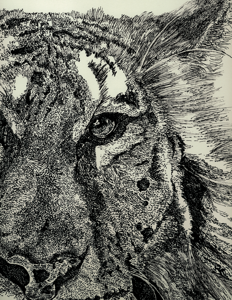 Tiger (Detail) by Firiel