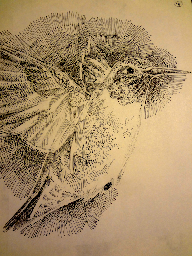 Hummingbird by Firiel