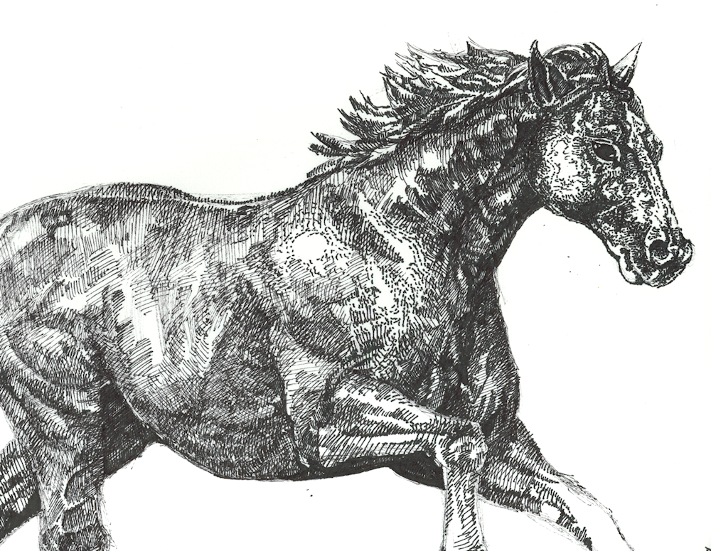 Horse by Firiel