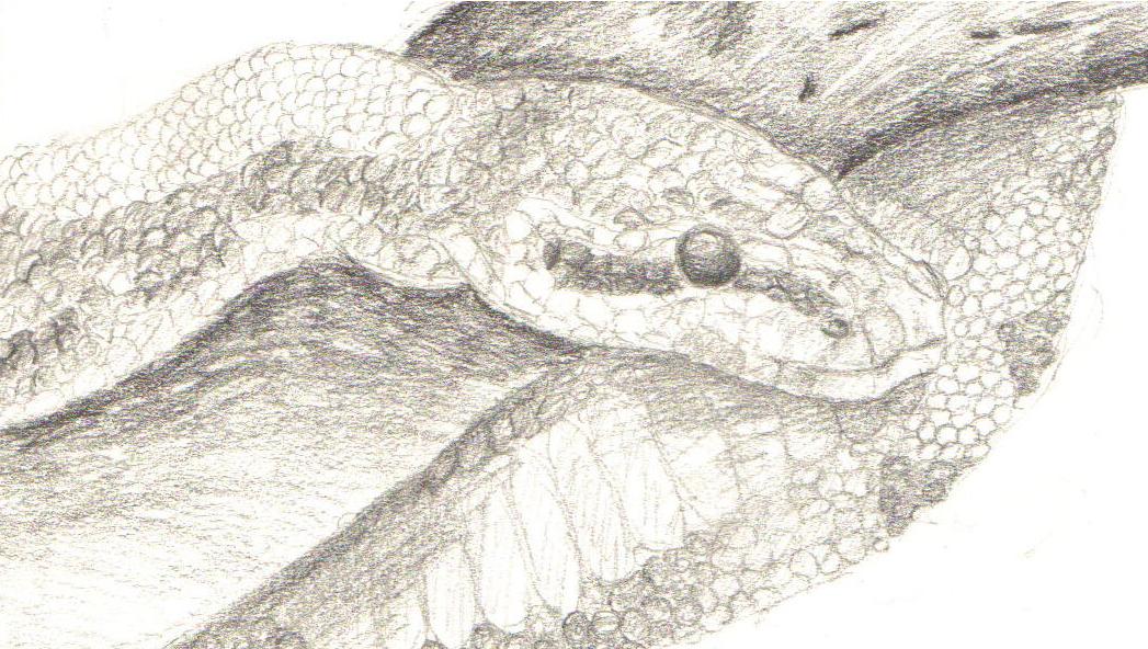 python by Fluffybunny