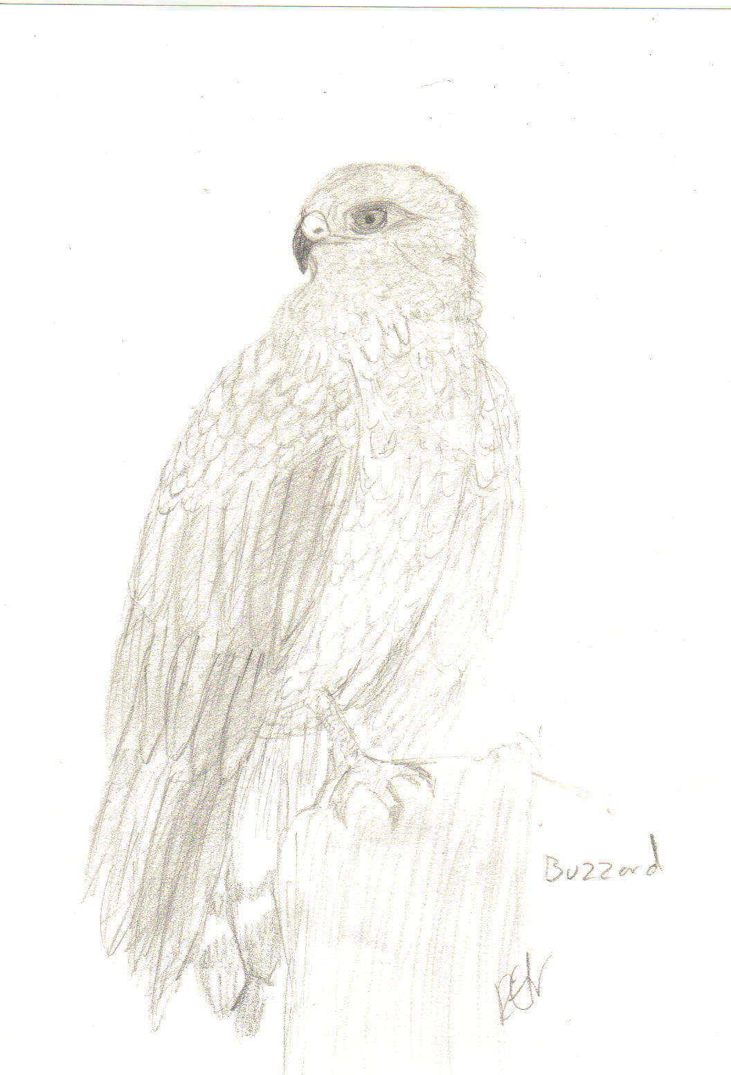 Buzzard (bird of prey) by Fluffybunny