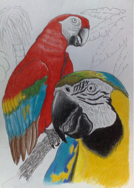 Parrots by Frankyboy