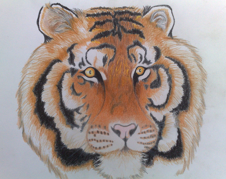 A tiger by Frankyboy
