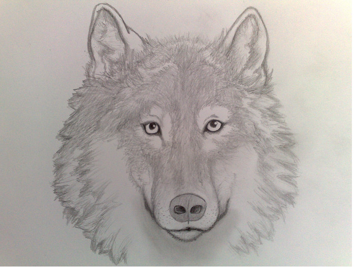 A wolf by Frankyboy