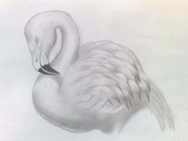 Flamingo by Frankyboy