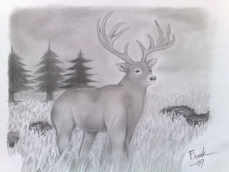 A deer by Frankyboy
