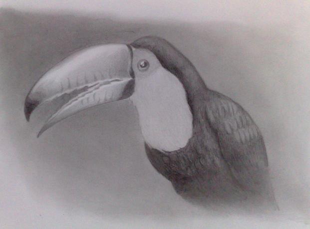 Toucan sketch by Frankyboy